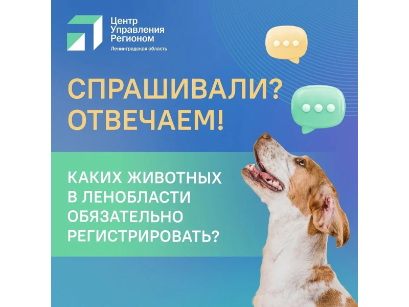 С 2025 года домашних животных необходимо регистрировать.